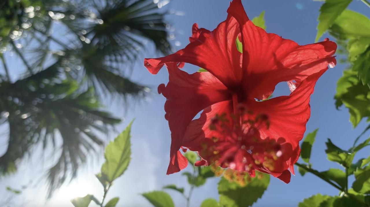 Gardenhotel Macan Che B&B Izamal Zewnętrze zdjęcie